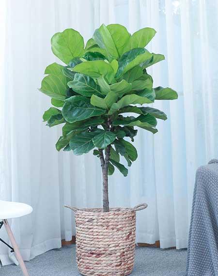 适合家里客厅养的花