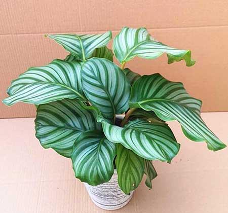 适合家里客厅养的花