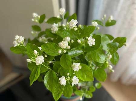 适合家里客厅养的花