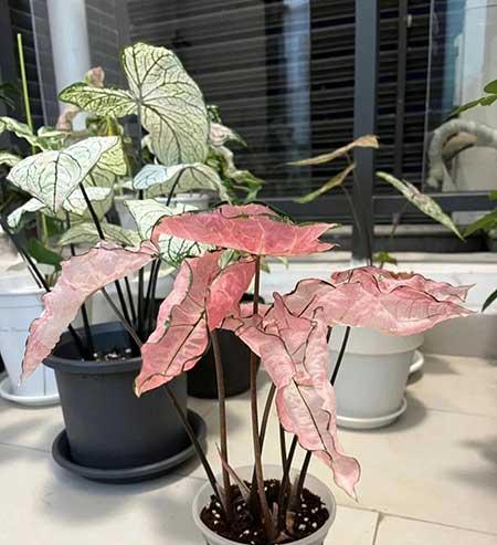 适合家里客厅养的花