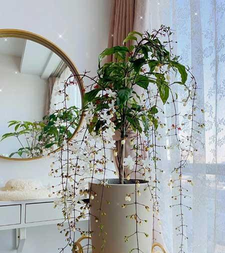 适合家里客厅养的花