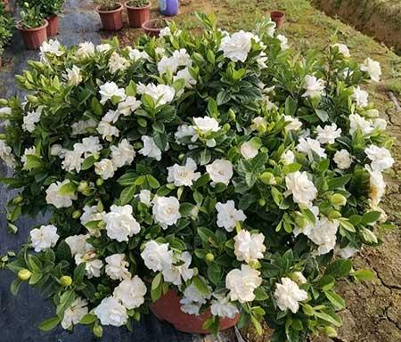 适合家里客厅养的花