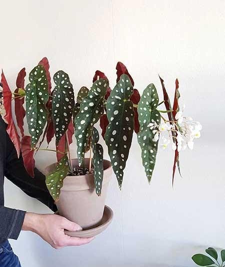 适合家里客厅养的花