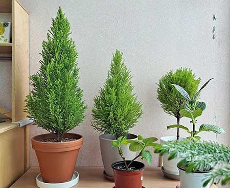 适合家里客厅养的花