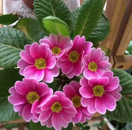 适合家里客厅养的花