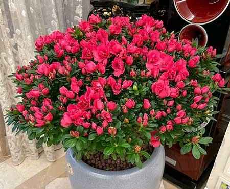 适合家里客厅养的花