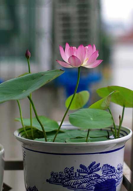 适合家里客厅养的花