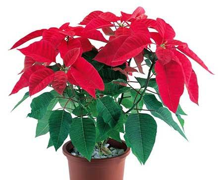 适合家里客厅养的花