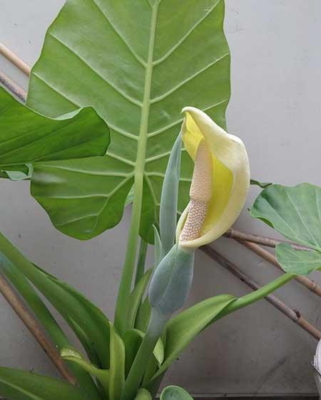 适合家里客厅养的花