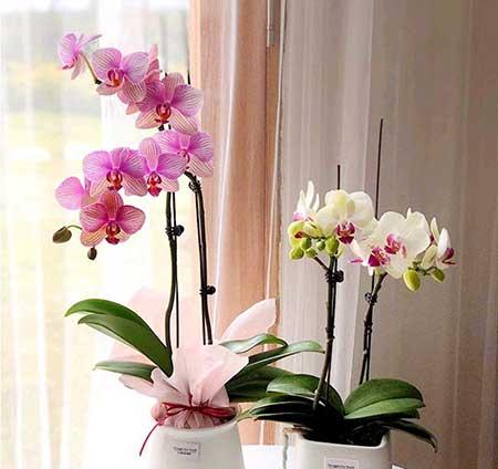 适合家里客厅养的花