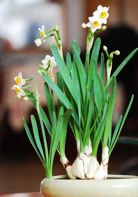 适合家里客厅养的花