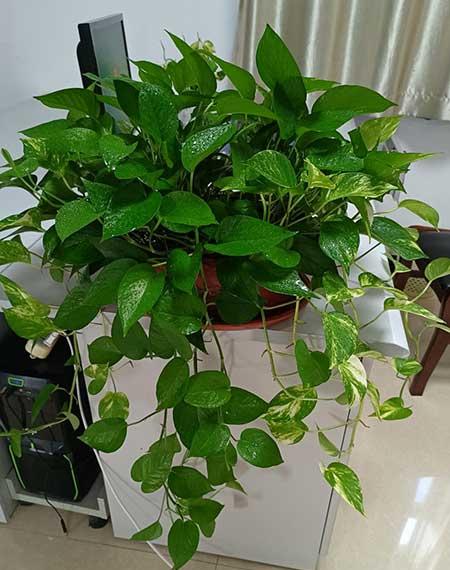 适合家里客厅养的花