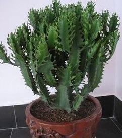 花卉龙骨的养殖方法和注意事项