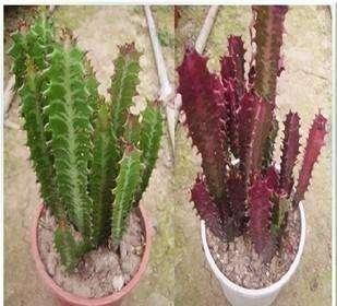 花卉龙骨的养殖方法和注意事项