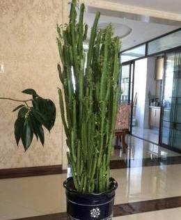 花卉龙骨的养殖方法和注意事项