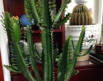 花卉龙骨的养殖方法和注意事项