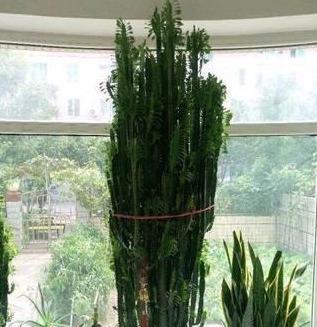 花卉龙骨的养殖方法和注意事项