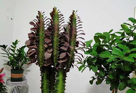 花卉龙骨的养殖方法和注意事项