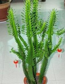 花卉龙骨的养殖方法和注意事项