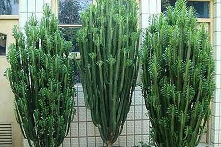 花卉龙骨的养殖方法和注意事项