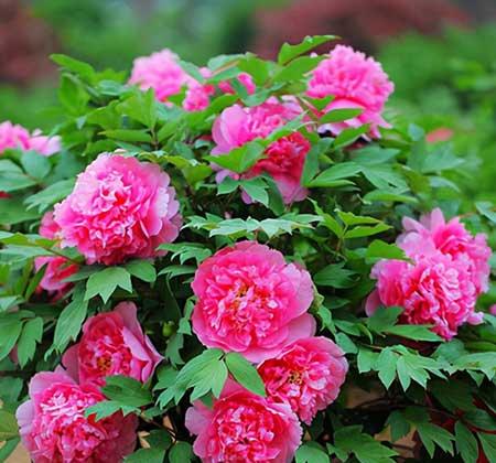 北方最好养的大型绿植