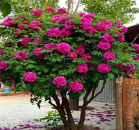 北方最好养的大型绿植