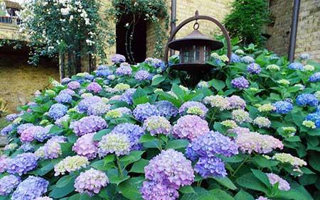 北方最好养的大型绿植