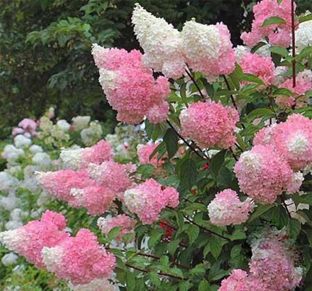 北方最好养的大型绿植