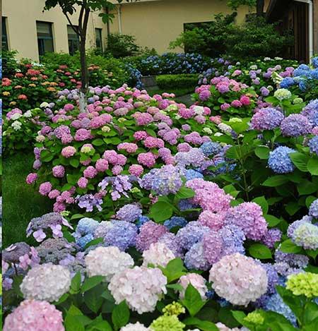 北方最好养的大型绿植