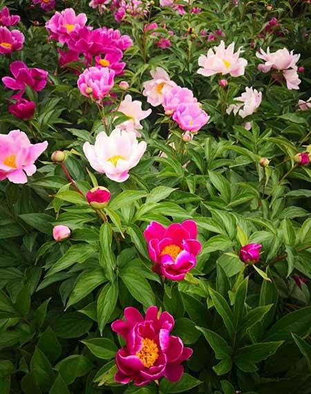 北方最好养的大型绿植