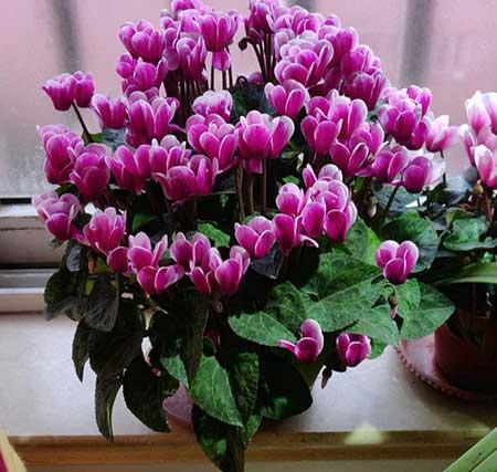 北方最好养的大型绿植