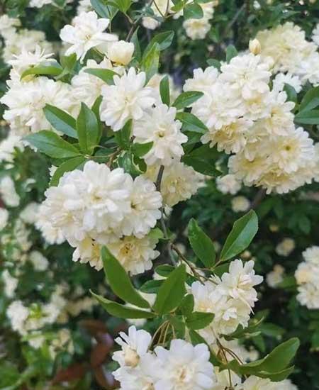 北方最好养的大型绿植