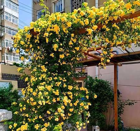 北方最好养的大型绿植