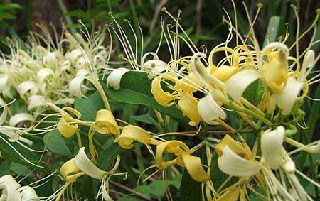 北方最好养的大型绿植