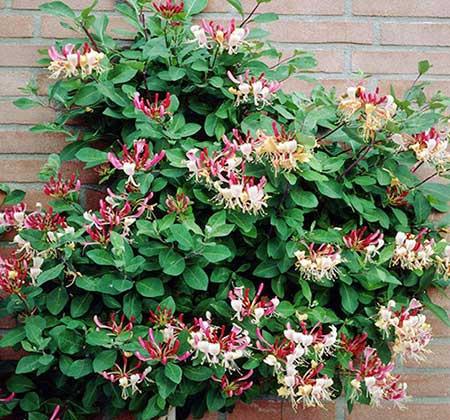 北方最好养的大型绿植