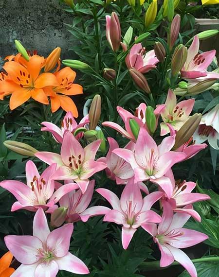 北方最好养的大型绿植