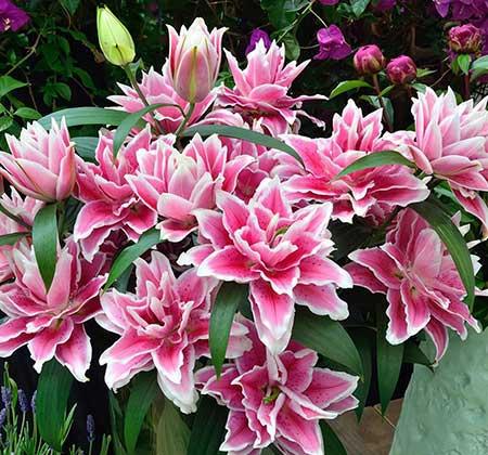 北方最好养的大型绿植