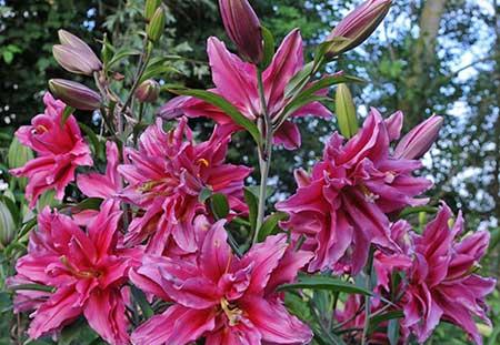 北方最好养的大型绿植