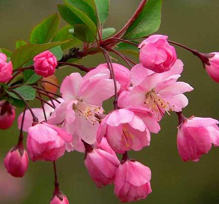 北方最好养的大型绿植