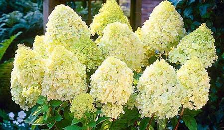 北方最好养的大型绿植