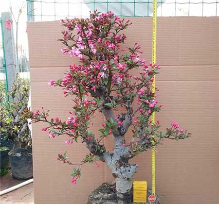 北方最好养的大型绿植