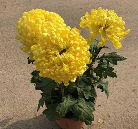 北方最好养的大型绿植