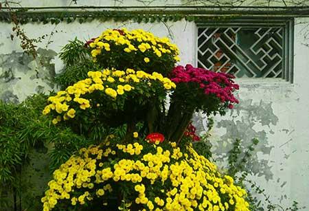 北方最好养的大型绿植