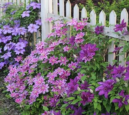 北方最好养的大型绿植