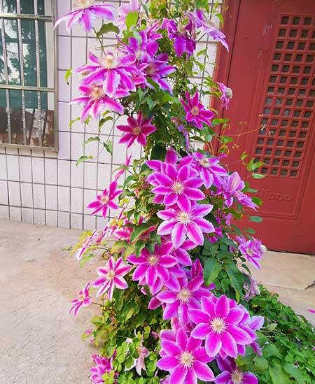 北方最好养的大型绿植