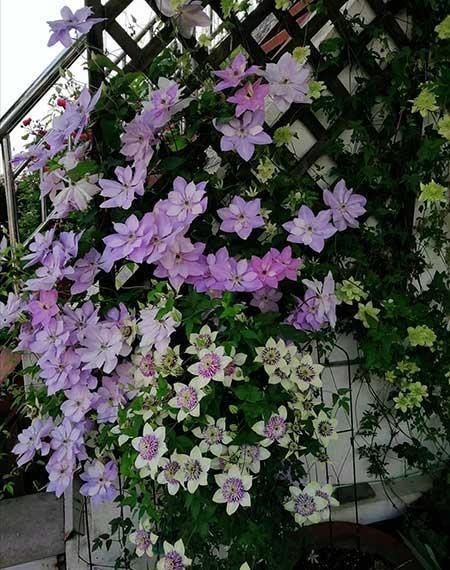 北方最好养的大型绿植