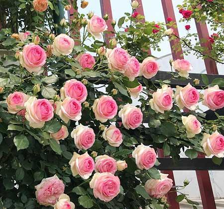 北方最好养的大型绿植