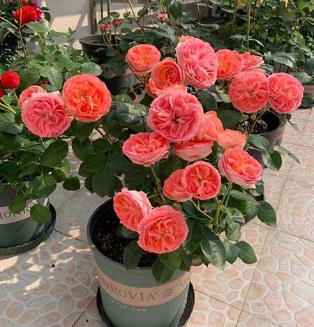 北方最好养的大型绿植