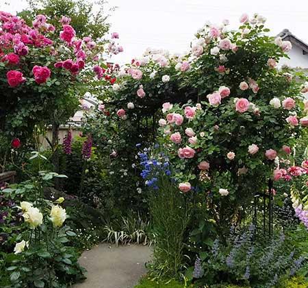 北方最好养的大型绿植