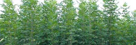 白蜡盆栽如何养护